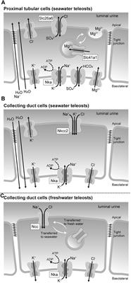 Membrane Transport Proteins Expressed in the Renal Tubular Epithelial Cells of Seawater and Freshwater Teleost Fishes